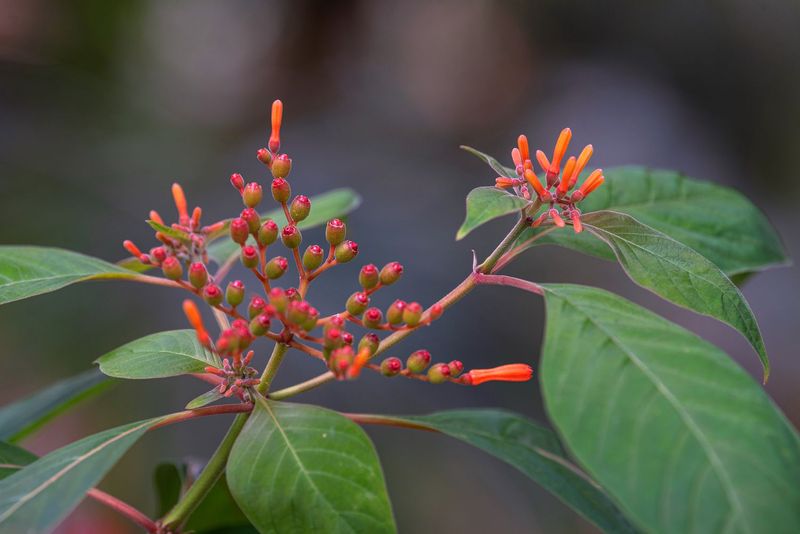 Firebush (Hamelia patens) (Use Compact/Dwarf Forms For HOAs)