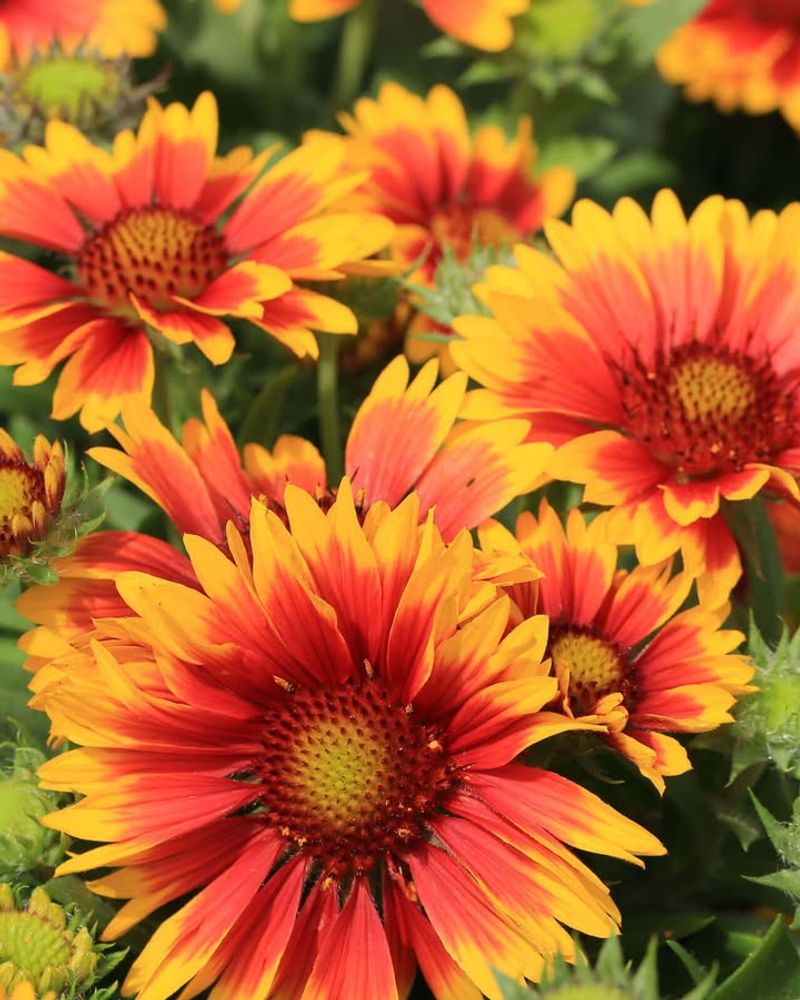 Blanket Flower