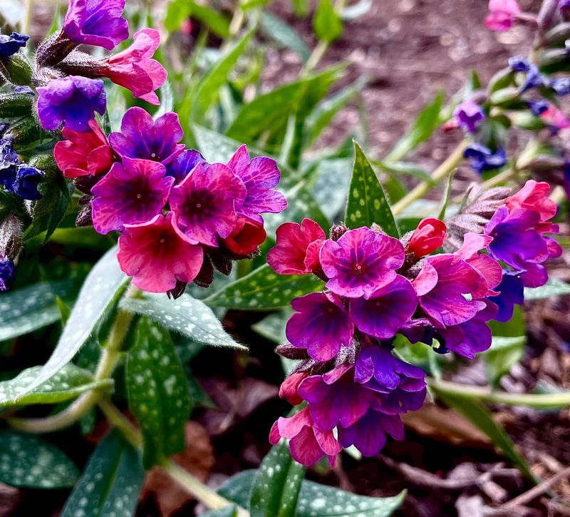 Lungwort (Pulmonaria)