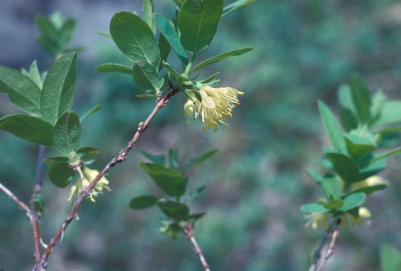 Bush Honeysuckle (Lonicera Villosa)