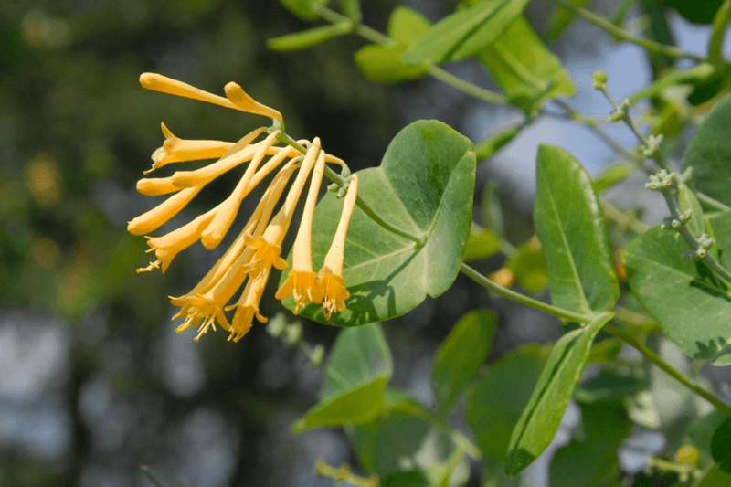 Yellow Honeysuckle (Lonicera Flava)