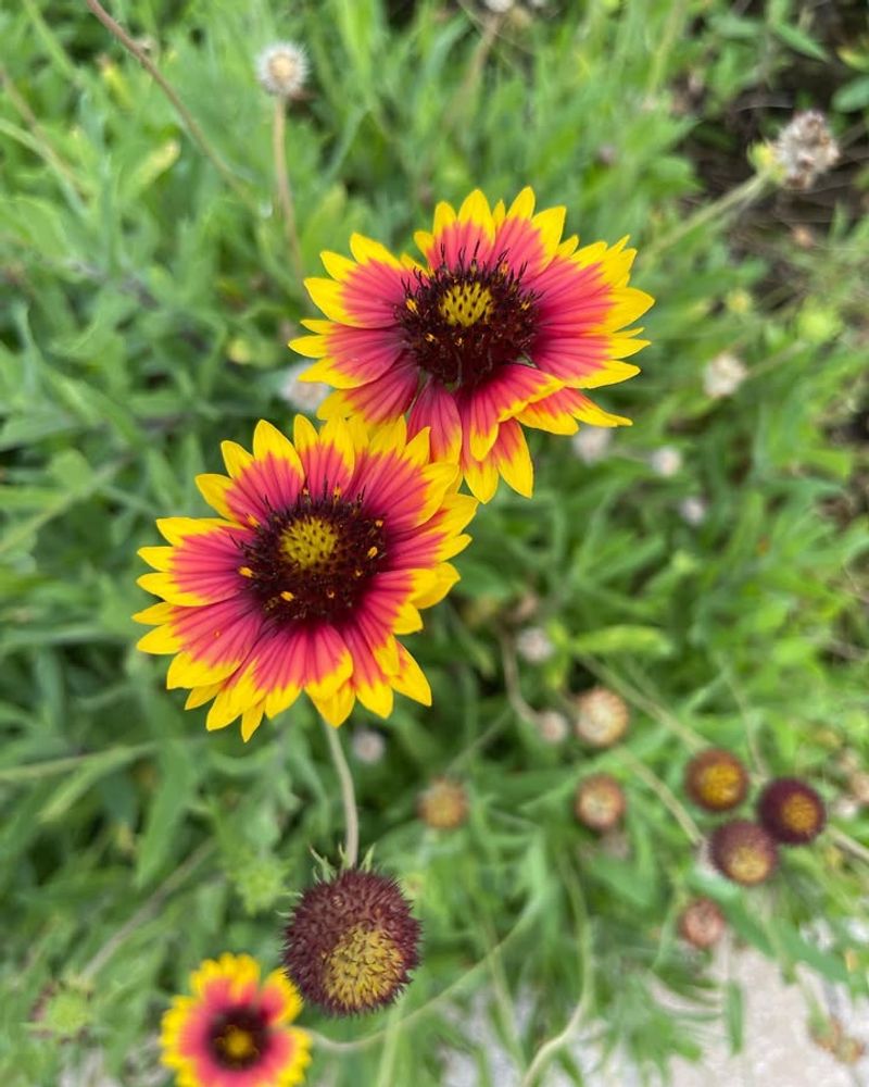 Blanket Flower
