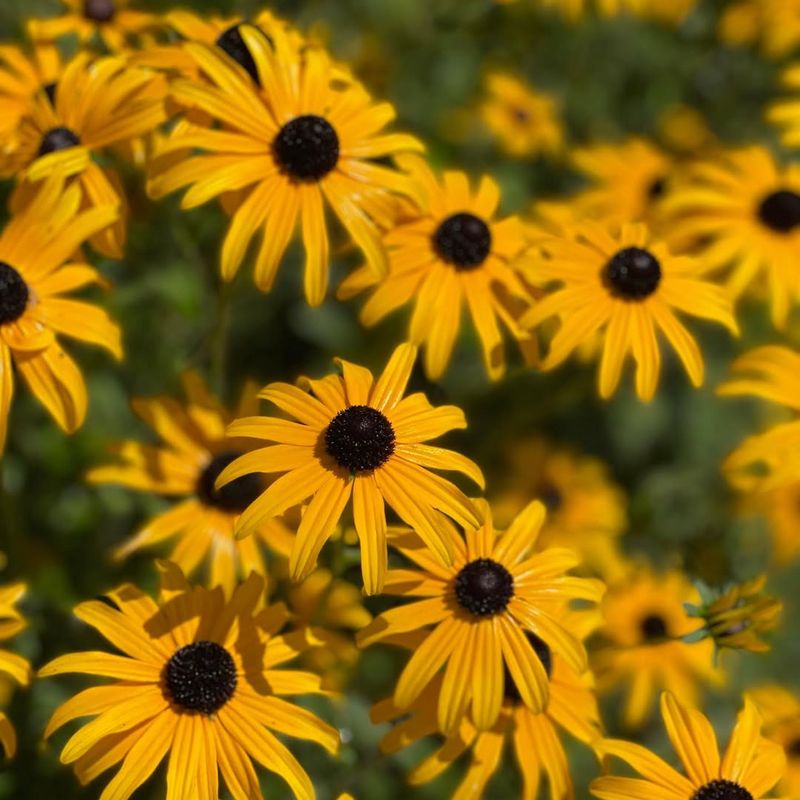 Black-Eyed Susan