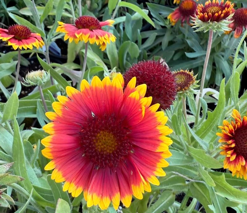 Gaillardia Brings Bold Color All Summer