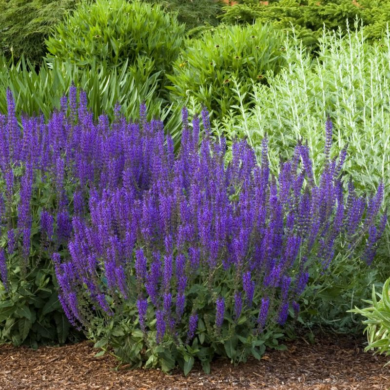 Salvia (Perennial Sage)