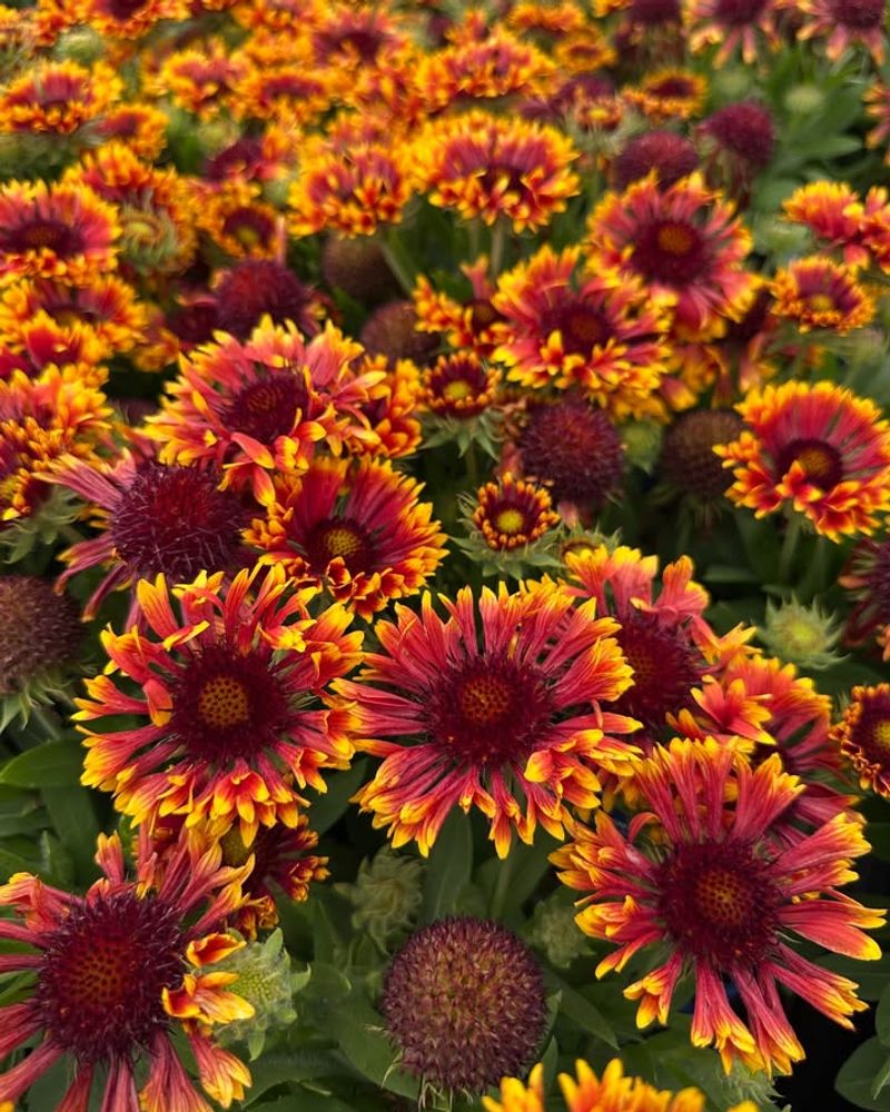 Gaillardia (Blanket Flower)