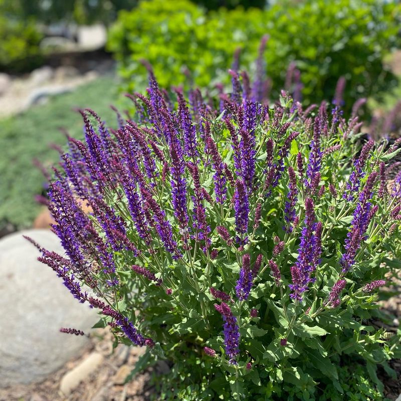 Salvia (Perennial Meadow Sage)