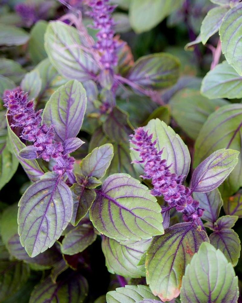 African Blue Basil