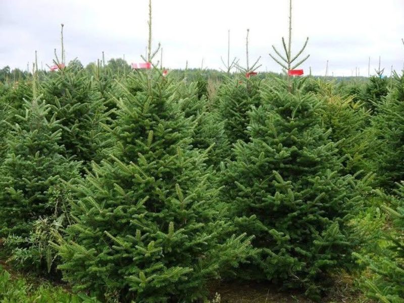 Nordmann Fir