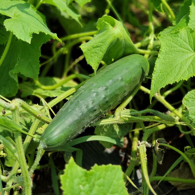 Cucumbers