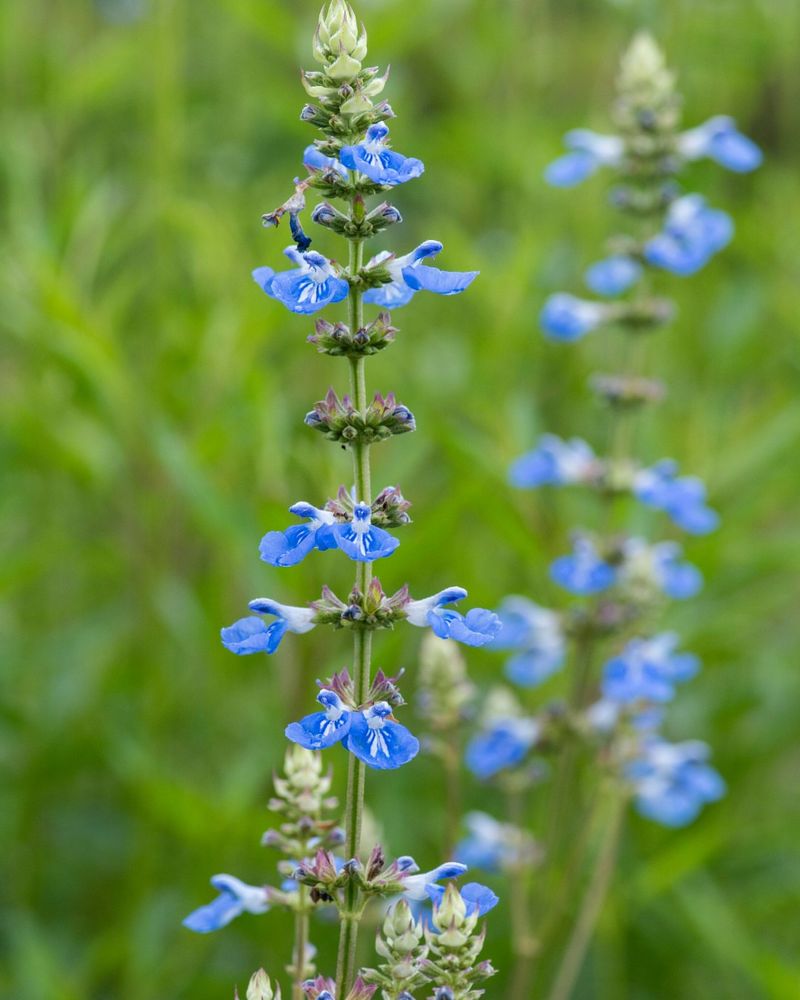 Blue Salvia