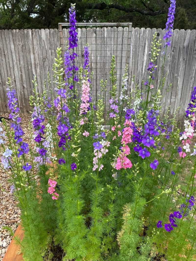Larkspur