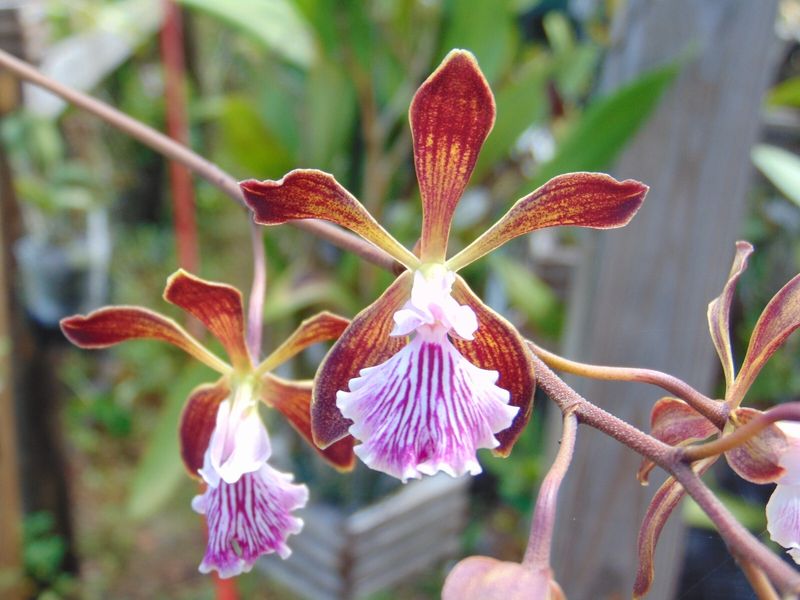 Chocolate Orchid (Encyclia Phoenicea)