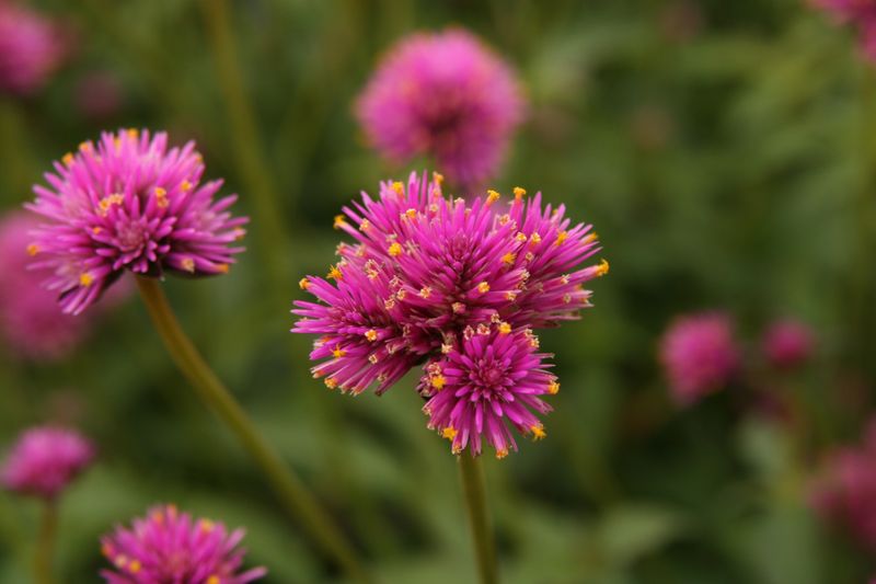 Gomphrena