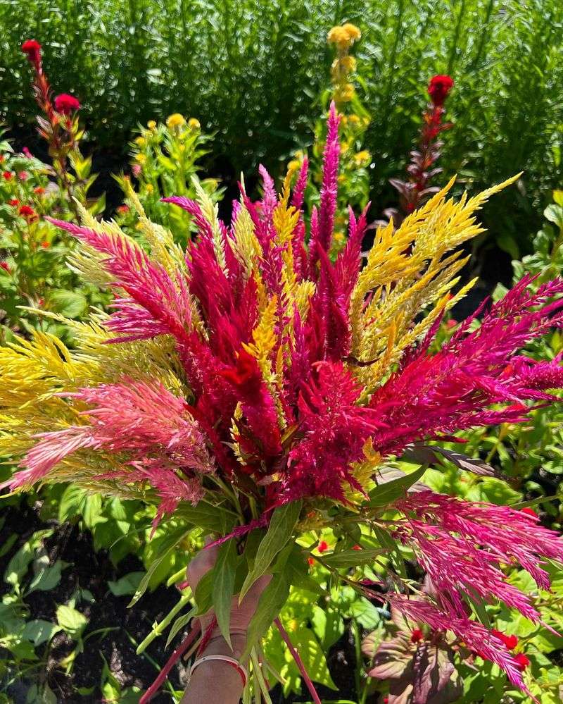 Celosia