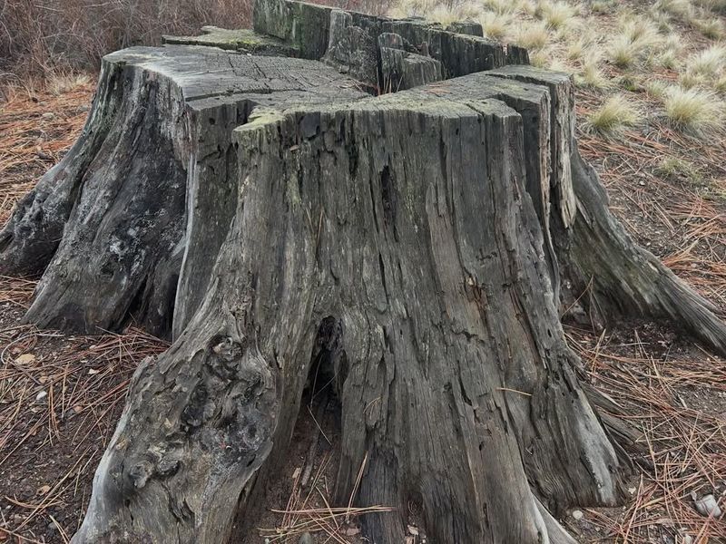 Underground Utilities And Root Systems