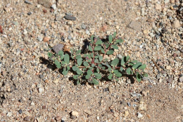 spurge weed