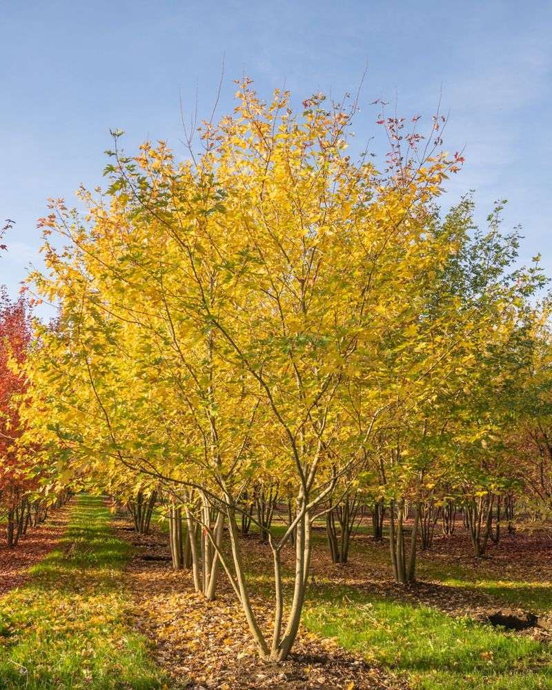 Silver Maple (Acer Saccharinum)