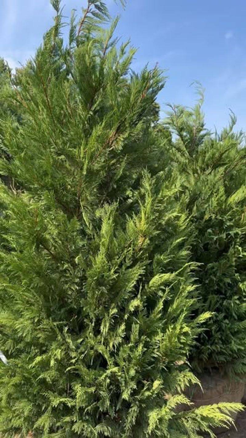 Leyland Cypress (× Cupressocyparis Leylandii)
