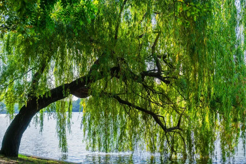 Willow (Weeping And Hybrid Types)