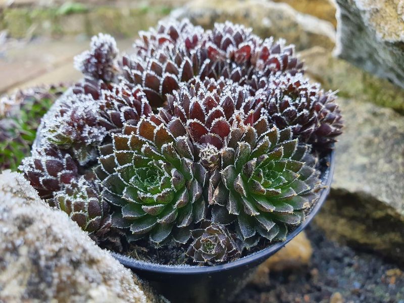 Why Minnesota's Freeze&ndash;Thaw Cycles Make This Mistake Worse