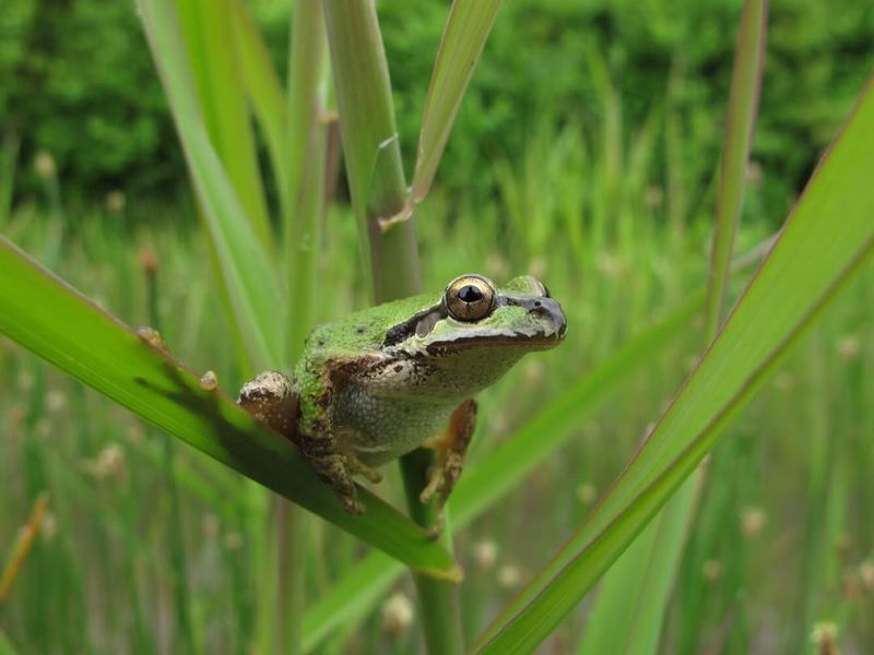 Frogs And Toads In Moist Oregon Yards