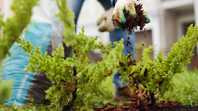 Root Damage In Perennials And Shrubs