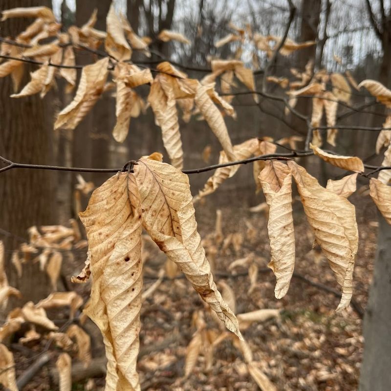 Lingering Leaves Can Signal Stress Or Disease