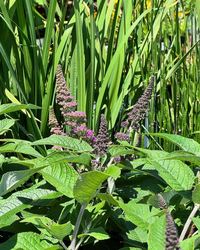 Butterfly Bush