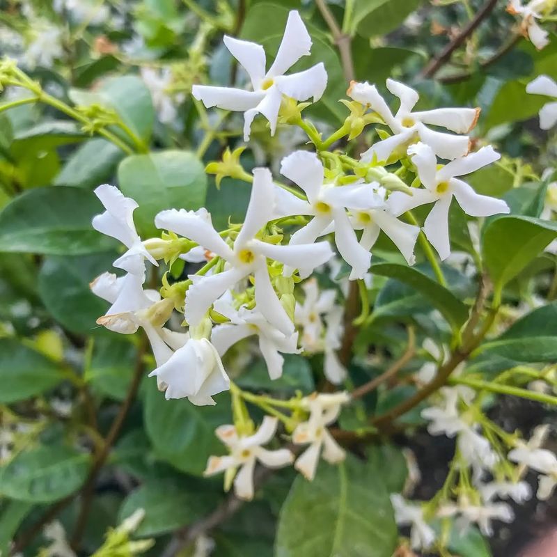 Confederate Jasmine