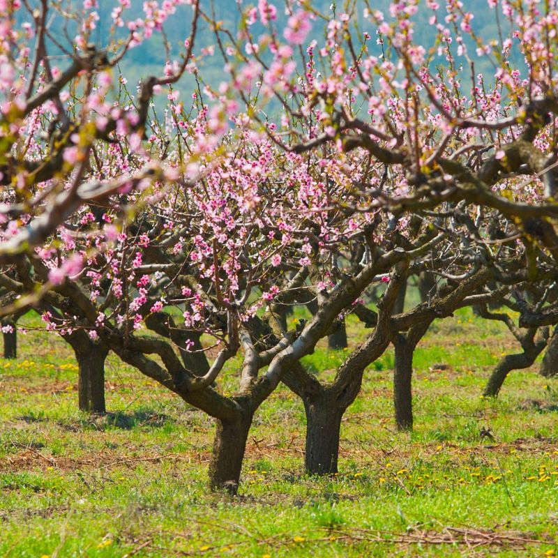 Deciduous Fruit Trees (Peach, Apple, Pear)