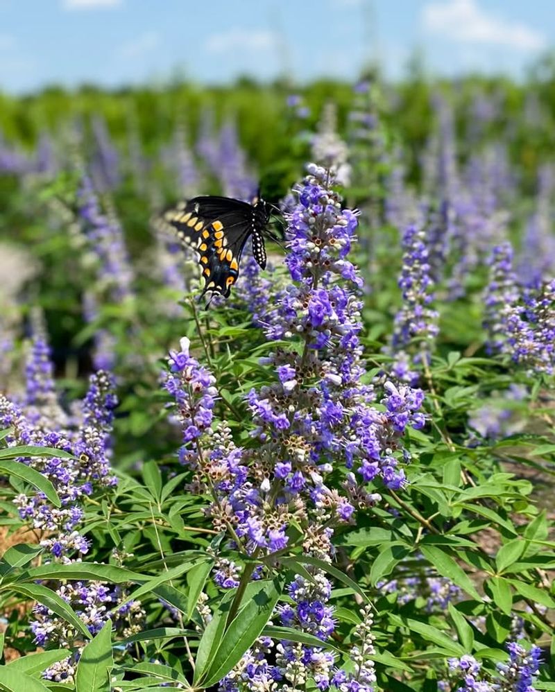 Vitex (Chaste Tree – Vitex agnus-castus)