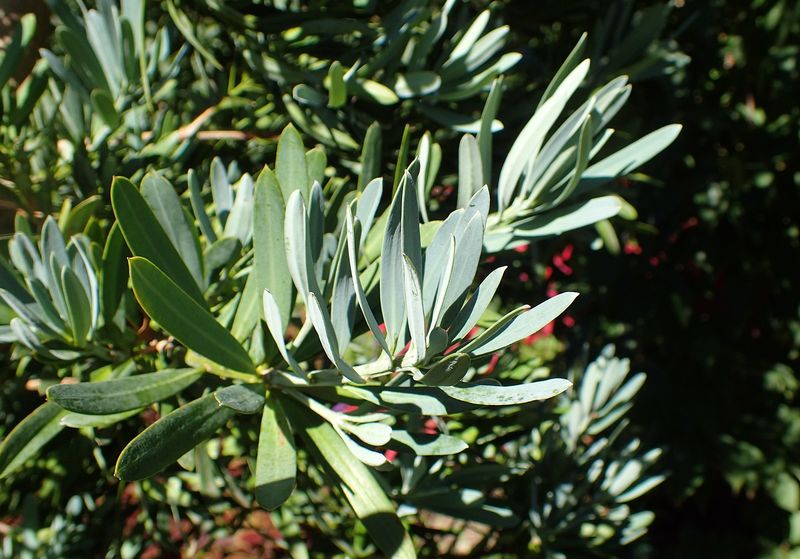 Dwarf Podocarpus