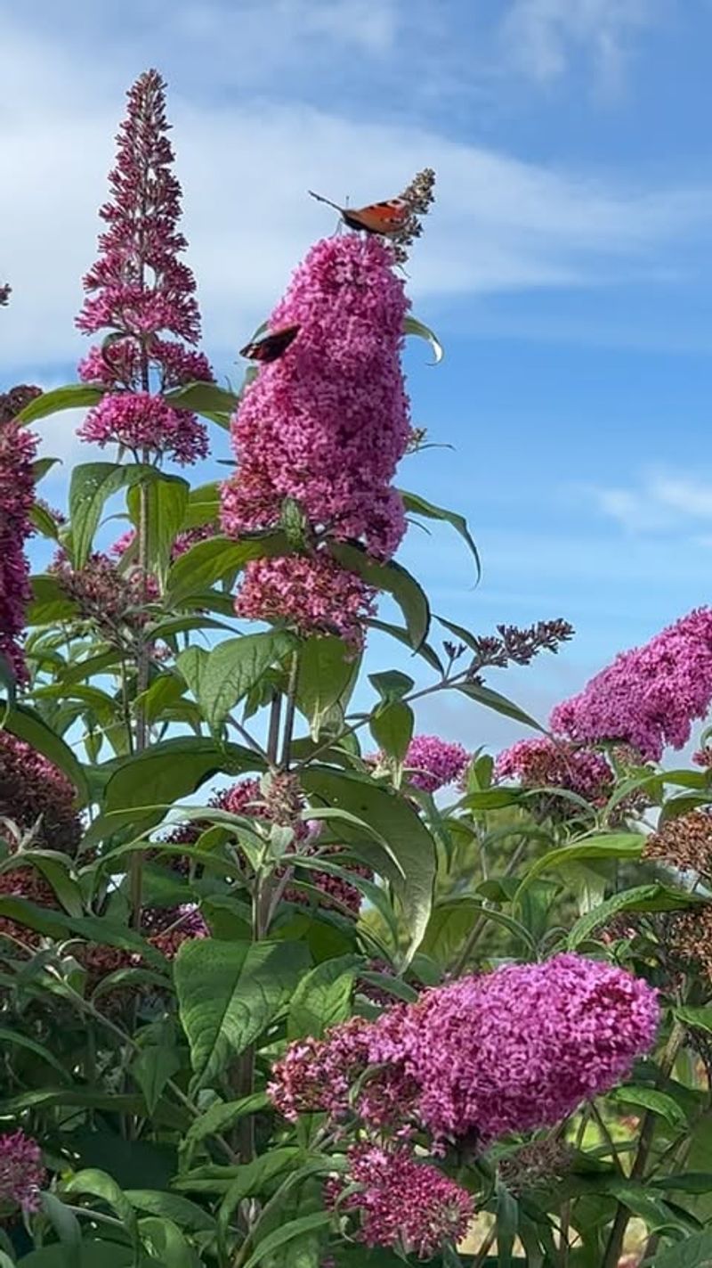 Butterfly Bushes That Benefit From Hard Winter Cuts