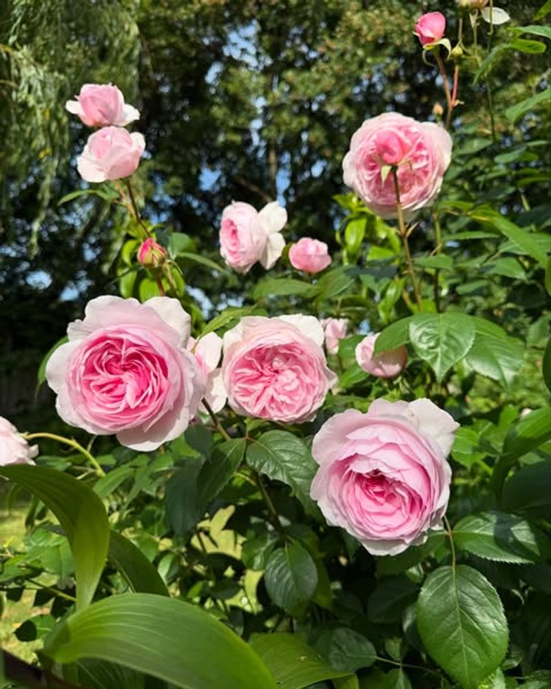 Roses That Benefit From Dormant-Season Pruning