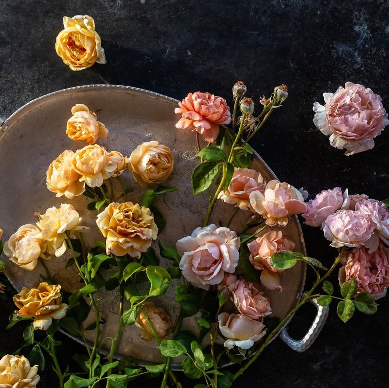 Roses That Benefit From Dormant-Season Pruning