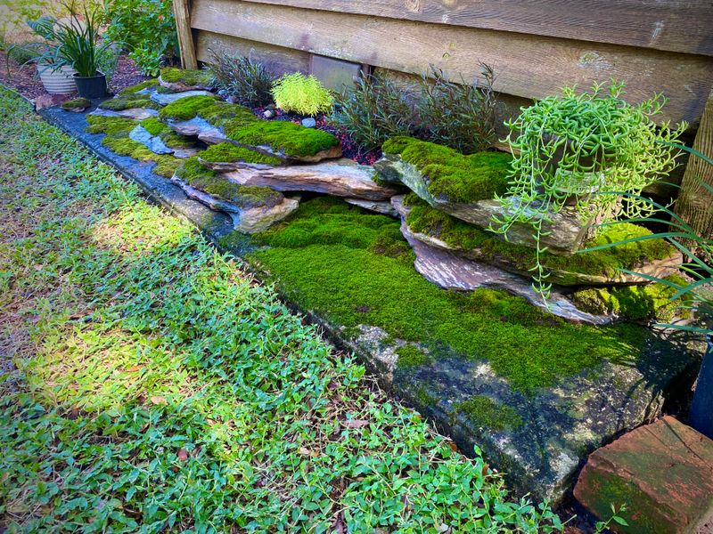 Add Moss And Lichen To Garden Pathways