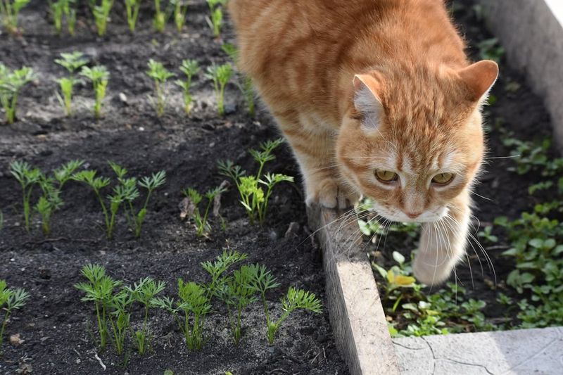 Keep Outdoor Cats Away From Bird Areas