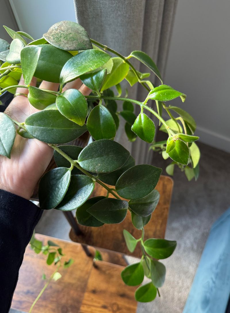 Provide Proper Light And Temperature