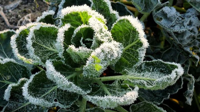 Water In The Morning To Prevent Ice Formation On Plant Leaves