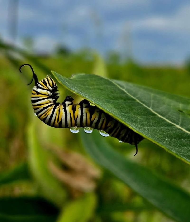 Monitoring And Protecting Monarch Caterpillars