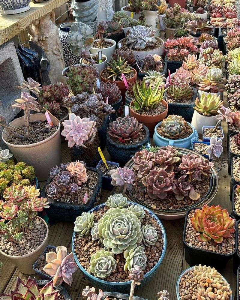 Overdoing Exotic Plant Collections