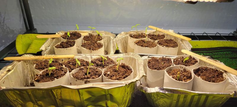 Building a Multi-Cell Seed Starting Tray System