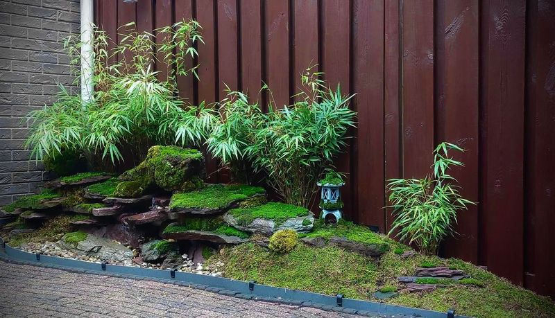 Managing Moisture Levels for Optimal Moss Growth