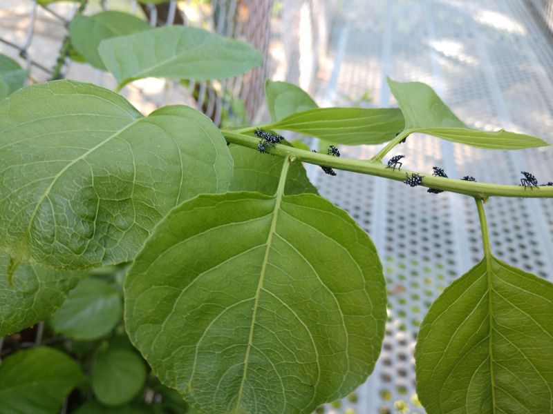 Applying Pesticides Without Proper Certification