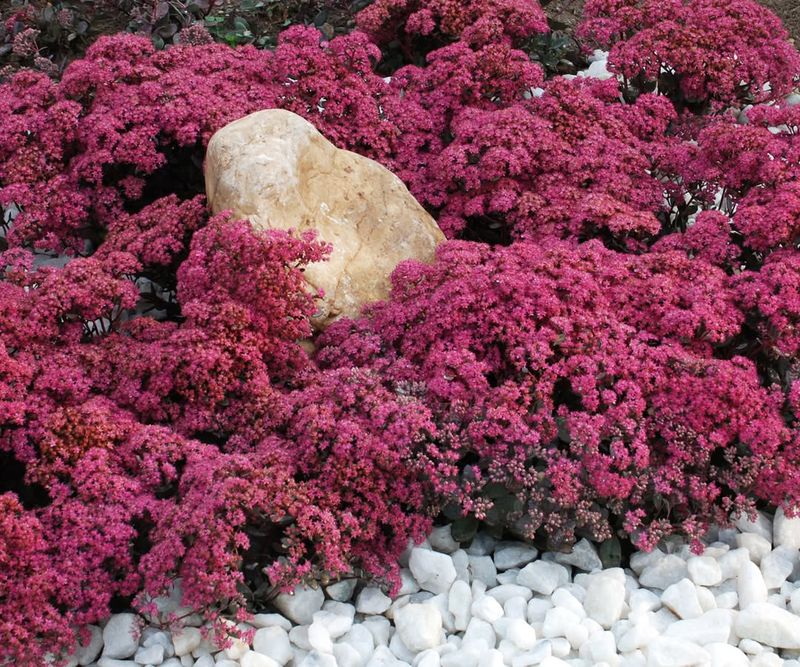 Sedum (Stonecrop)
