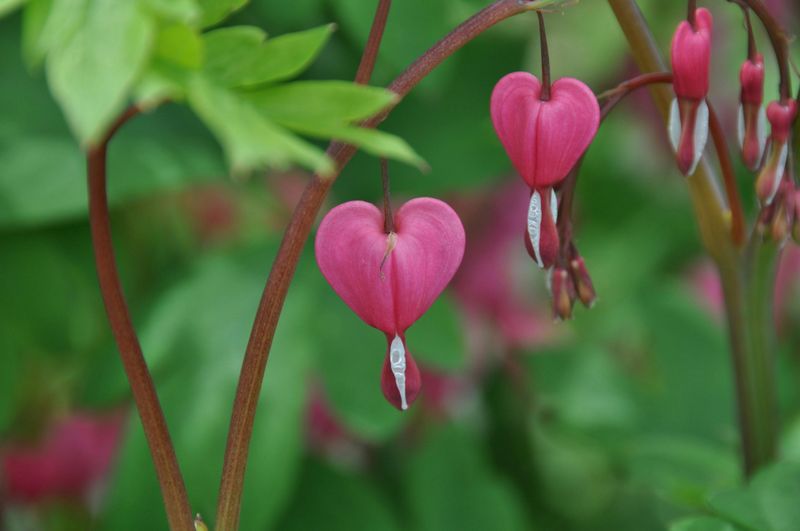 Bleeding Heart