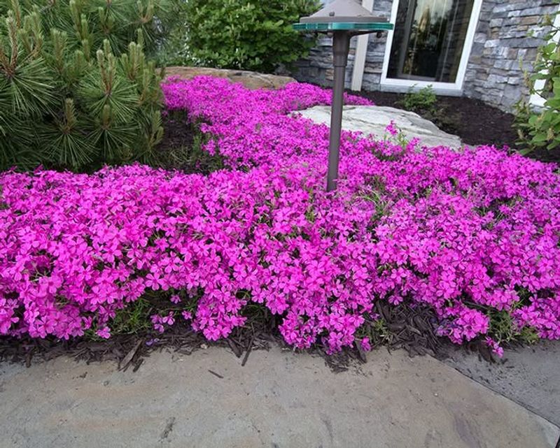 Creeping Phlox