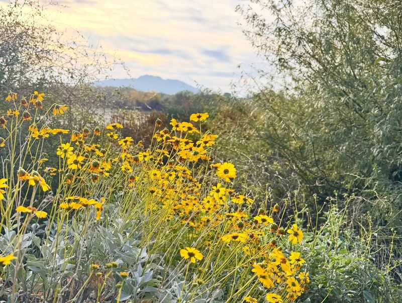 Brittlebush