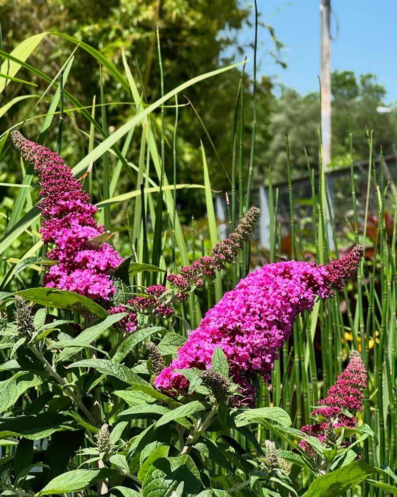 Butterfly Bush